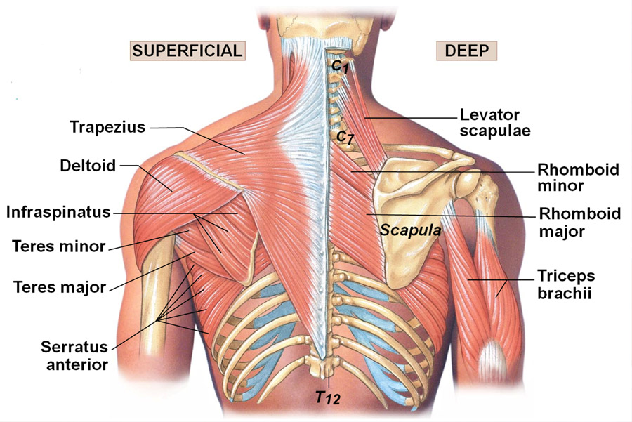 Beaufort Personal Training: Neck and Shoulder Program