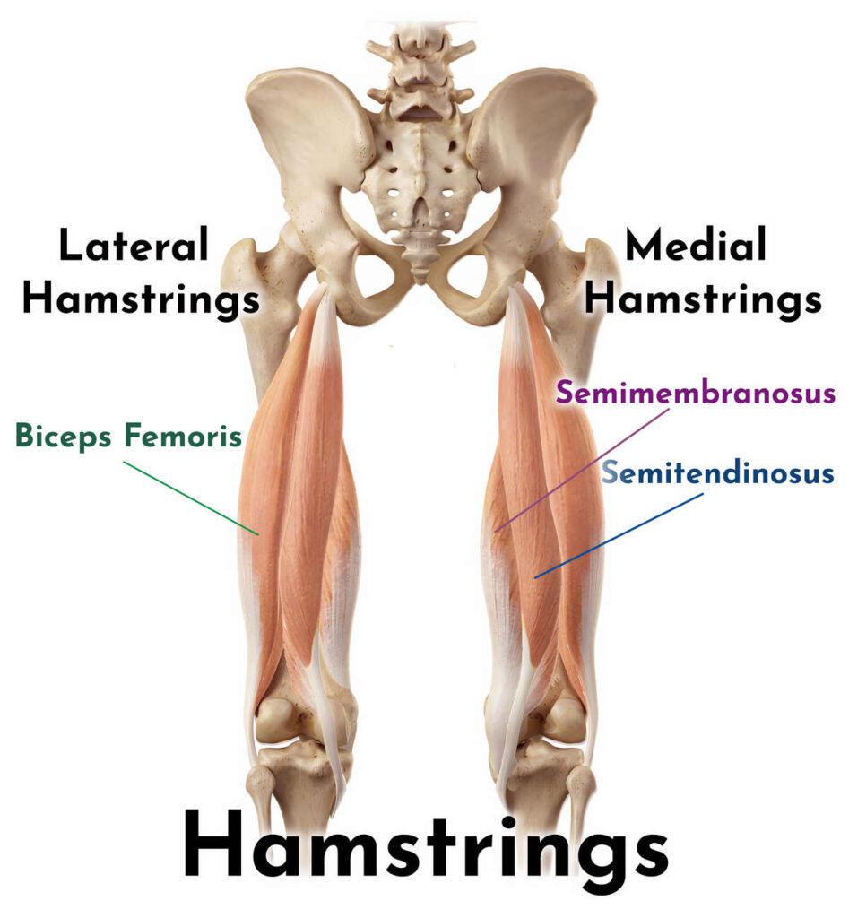 Hamstring Stretches | At Home Stretching Series